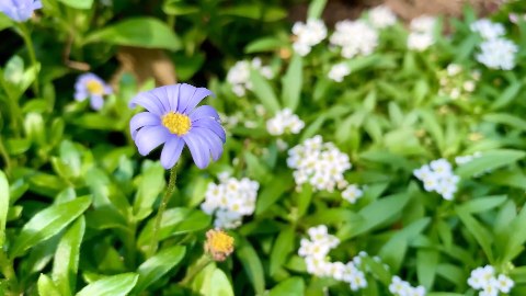 iphone camera, flower, 꽃, tonyfun