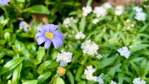 iphone camera, flower, 꽃, tonyfun